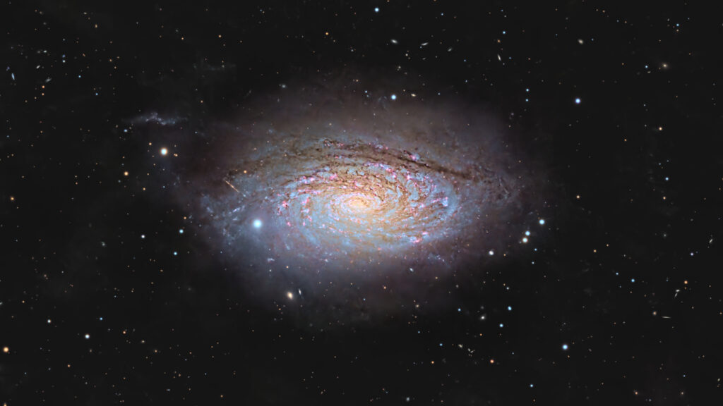 Amateur astrophotographer catches a cosmic sunflower in bloom