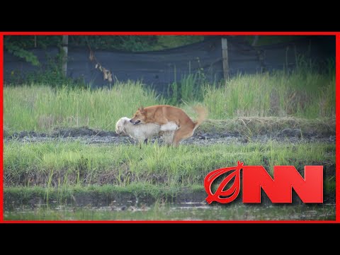 Scientists Witness 2 Dogs Mating For First Time | Onion News Network